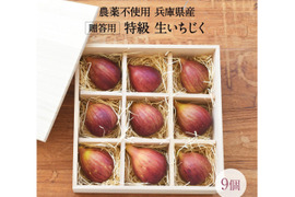 【農薬不使用・兵庫県産】贈答用 特級 生いちじく ギフト 敬老の日 産地直送