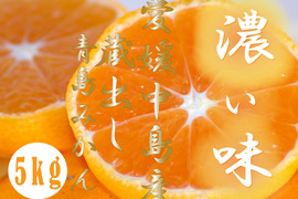 濃厚完熟　蔵出し　青島みかん　優品・5ｋｇ