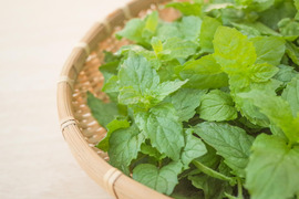 採れたて！新鮮スペアミント 100g 【農薬化学肥料不使用】