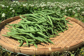 今が旬！シャキポリ♪ さやいんげん５kg🌱農薬・化学肥料不使用で安心！Bush beans