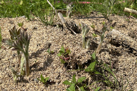 春の訪れ！ウド(200〜300g)。まずはこれから！お試し商品。