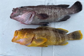 明日朝まで限定!捕れたて!マハタ・アオナ約3kg 長崎県対馬市(内臓・鱗処理済)