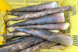 【山形県庄内産】天然・真竹（2kg）から竹・マダケ・またけ・タケノコ・たけのこ・竹の子 - 山形県酒田市八幡地域の里山・大沢産の山菜