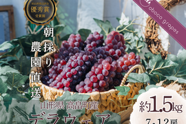 【2026年予約販売】甘さ弾ける！『デラウェア』1.5kg(7-12房)【お中元】