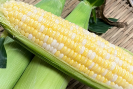 甘い❗12本果汁したたるドルチェドリーム🌽2Ｌ(360ｇ)以上6月中旬～【朝どれ】