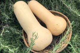 ねっとり濃厚！バターナッツかぼちゃ【2㎏】＃栽培期間中農薬・化学肥料不使用