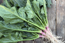 2kg｜信州産｜根っこそのまま！元気な春の露地ほうれん草