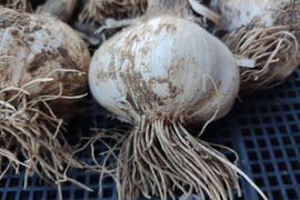 ✨🧄【旬の新ニンニク】ニューホワイト六片｜大粒でホクホク甘い上品な香り！約1kg｜農薬・化成肥料不使用🧄✨