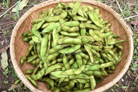 黒豆の枝豆 2kg（枝なし）【無肥料・栽培期間中農薬不使用】