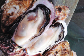 かき大将 中粒 Ｍ/50個 三陸宮城女川産 殻付き 生牡蠣 生食用 2年もの！ フレッシュな牡蠣 ギフト のし対応可