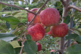 特選シナノリップ（１２－１３個）【贈答用】