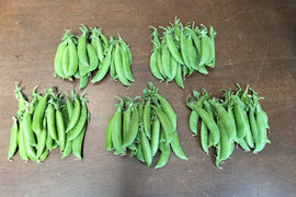 甘くてパリッ！スナップエンドウ 500g【すぐ出荷・2週間限定】