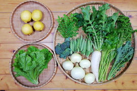 【農薬化学肥料不使用】レモン入り野菜セット【8種類以上の野菜】【金曜日発送】【あわせ買い可】【熨斗(のし)対応可】【80サイズ箱】