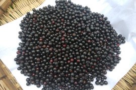 ナツハゼ　500グラム　天然　京都産　新物