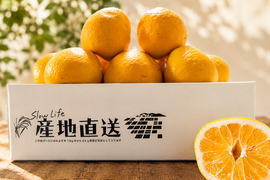 【7月限定】暑い夏に！果汁たっぷり河内晩柑 5kg（和製グレープフルーツ）