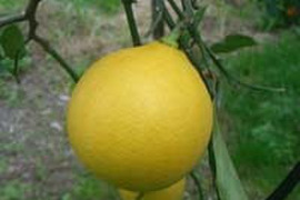 どちらも２級品　レモン　1ｋｇ  ベルガモット１ｋｇ セット【柑橘食べ比べ】