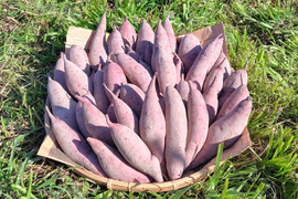 自然栽培さつま芋「べにはるか5kg」（小～中サイズ・焼き芋に適した蜜芋タイプ、栽培期間中農薬・肥料不使用）