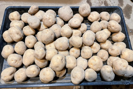 肥料・農薬不使用の自然12年の　男爵　10ｋｇ