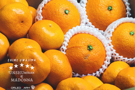 二大人気柑橘 食べ比べセット（コルマドンナ1kg／南柑20号4kg）Aセレクション（家庭用良品）5kg【柑橘食べ比べ】