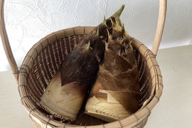 【朝堀り】自然栽培たけのこ２kg