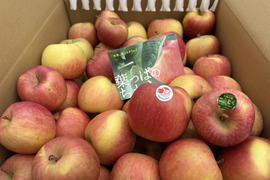 近年大人気！　蜜が入りやすく、パインの様な味わい　葉とらず“こうとく”　加工用　約10キロ　限定販売！