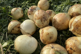 【自然栽培】甘い新たまねぎ 4kg★農薬・肥料不使用｜玉葱｜タマネギ