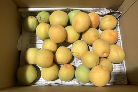 家庭用山形在来梅1kg