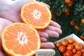 濃甘っ！黄金熟成で晩生温州品種のみかん本来の甘さや旨さを最大限に！食べるみかんジュース！これぞ！まさにトップ・オブ・ザ・みかん！超熟みかん「熟太郎（じゅくたろう）」サイズ混合　ほどよい３kg【626】