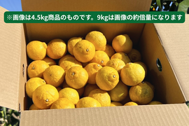 当園で1番お得！🍋はるか 大豊作&訳あり皮キズ・こぶりサイズ 9kg (一部外皮キズあり)