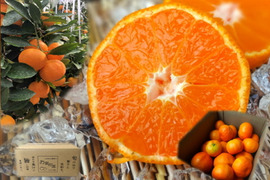 【３箱まとめ買い】とろける甘さ！濃厚ハウスみかん！薄皮で果汁たっぷり！キンキンに冷やしてやみつき！ネットで話題のみかん「蜜ツ星（みつぼし）」お試し品　サイズ混合　約２ｋｇ３箱セット【商品番号25-3】