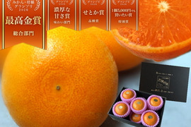 🏆みかん柑橘グランプリ2026最高金賞含む最多４部門受賞の木熟せとか！大感動！樹上完熟させた濃厚な甘みの大トロせとか！とろける甘さと上品な味わい！「木熟せとか」厳選プレミアム　約１．４ｋｇ【401】