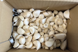 無農薬　無肥料　熊本県産　シャドークイン　10kg 無農薬 無肥料 熊本県産 シャドークイン 10kg - メルカリ
