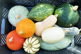 食べ比べ！かぼちゃセット！（約6kg、大型、5～7個入り）農薬・化学肥料不使用