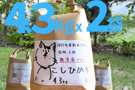 予約です　25年度産新米!! 無洗米 もっちもち!! 信州上田産コシヒカリ無洗米4.3kgX2袋　おむすび　お弁当に!!　25年度産新米!!　令和7年 農家直送