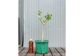 オリーブ 鉢植え エルグレコ｜育てやすい シンボルツリー・盆栽にも最適