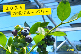 農薬不使用！2026そのまま冷凍ブルーベリー(700g+250g)：静岡県産の