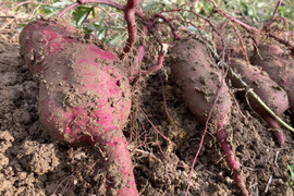 昔ながらの懐かしい味！さつまいも2kg