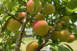 大梅10kg 、古城梅、広島県産、家庭用、産地直送、農薬不使用、防腐剤不使用、 神奈川県の梅で産地直送の商品｜食べチョク｜産地直送(産直)お