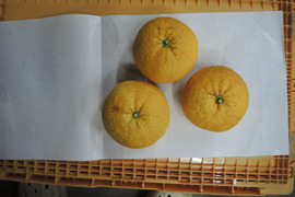 夏みかん　3㎏