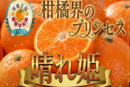 【ミシュラン御用達】正統血統が生んだロイヤルプリンセス『はれひめ』🍊甘みと香りが調和する完成柑橘大容量パッケージ約3kg【2027年2月上旬予約】
