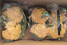 小ちゃい🟡オレンジちゃん