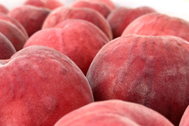 桃の概念が変わる硬さ【おどろき】2kg 数量限定