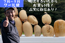 【7月限定】「規格外品」新れんこん6kg  ★冷蔵便でシャキ旨直送  たっぷりで家計応援　/ 蓮根 / レンコン