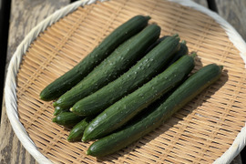 みずみずしく甘いきゅうり【4kg】