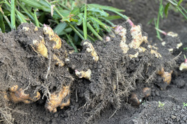 ナオ様専用◼️生姜1㎏、里芋3㎏