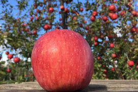 今が旬です！ひろさきふじ （ご家庭用・３キロ箱１２個入り） 青森県産 りんご