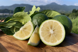 【今が旬！】グリーンマイヤーレモン、果汁たっぷり！5キロサイズ