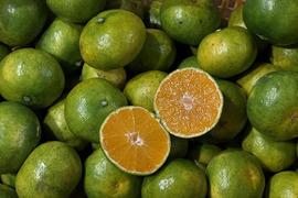 コクのある甘み！【ゆら早生みかん】2.5㎏