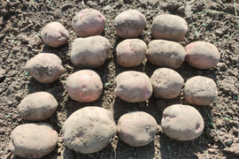 【栽培期間中　農薬不使用】ホクホク甘く赤い皮が目を引く映えるじゃがいも＊アンデスレッド（2kg）