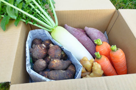 お正月お野菜セット【農薬不使用】２６日or２７日発送